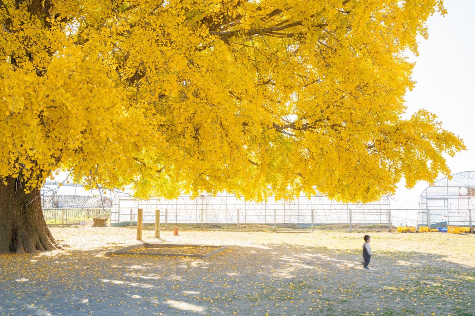 Hotel Associa Toyohashi Exteriör bild Ginkgo tree in autumn